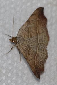 <i>Laspeyria flexula</i>