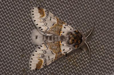 <i>Furcula furcula</i>