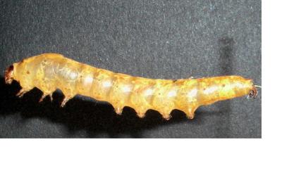 <i>Dicranura ulmi</i>