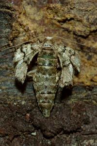 <i>Phigaliohybernia marginaria</i>