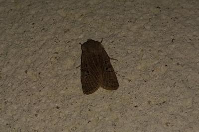 <i>Conistra rubiginosa</i>