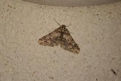 <i>Agriopis leucophaearia</i>