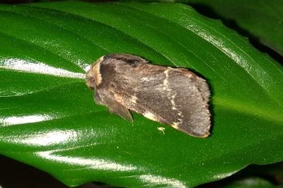<i>Poecilocampa populi</i>