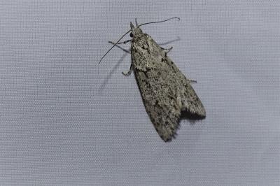 <i>Diurnea fagella</i>