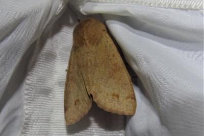 <i>Anorthoa munda</i>