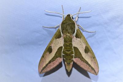 <i>Hyles euphorbiae</i>