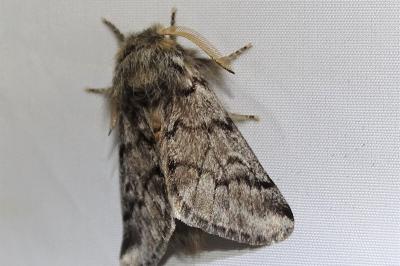 <i>Thaumetopoea pityocampa</i>