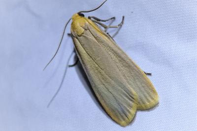 <i>Katha depressa</i>