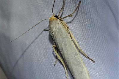 <i>Eilema caniola</i>