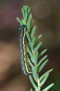 <i>Lacanobia blenna</i>