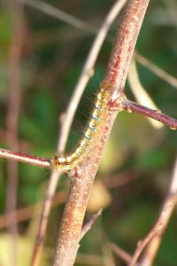 <i>Lasiocampa quercus</i>