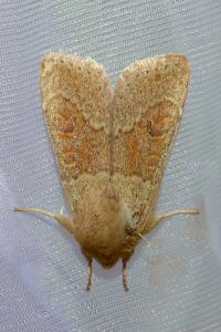 <i>Orthosia miniosa</i>