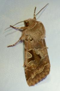 <i>Orthosia gothica</i>