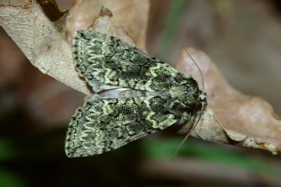 <i>Polyploca ridens</i>