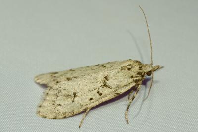 <i>Diurnea fagella</i>