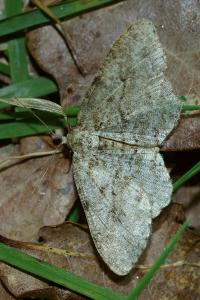 <i>Ectropis crepuscularia</i>