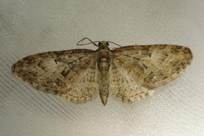 <i>Eupithecia abbreviata</i>