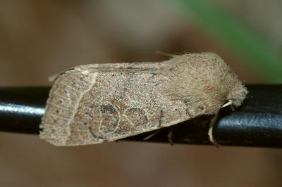<i>Orthosia cerasi</i>