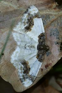 <i>Ligdia adustata</i>