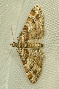 <i>Gymnoscelis rufifasciata</i>