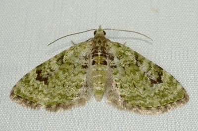 <i>Chloroclystis v-ata</i>