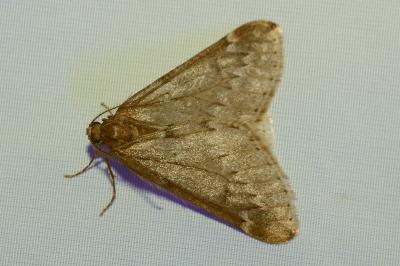 <i>Alsophila aescularia</i>