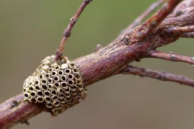 <i>Malacosoma neustria</i>