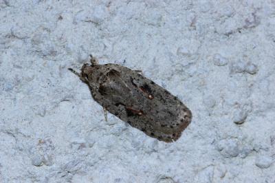 <i>Agonopterix ocellana</i>