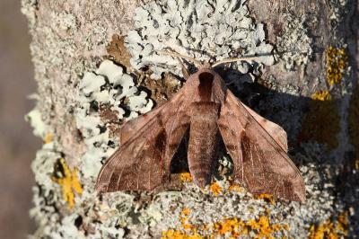 <i>Smerinthus ocellatus</i>