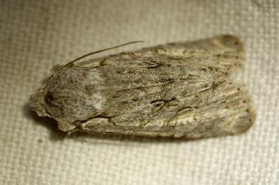 <i>Lithophane ornitopus</i>