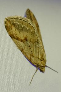 <i>Chesias rufata</i>