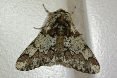 <i>Biston strataria</i>