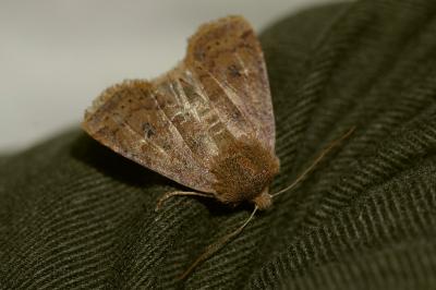 <i>Conistra vaccinii</i>