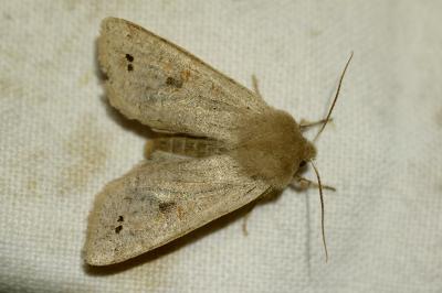 <i>Anorthoa munda</i>