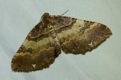 <i>Earophila badiata</i>