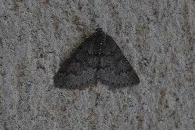 <i>Aleucis distinctata</i>