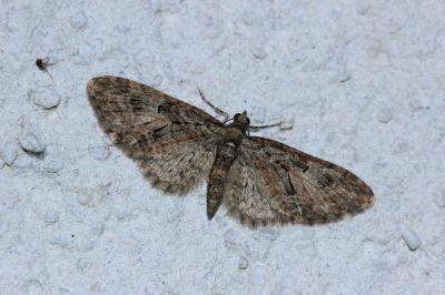 <i>Eupithecia abbreviata</i>
