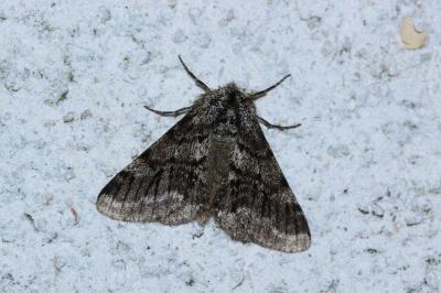 <i>Lycia hirtaria</i>