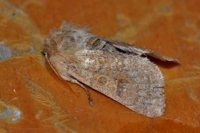 <i>Orthosia miniosa</i>