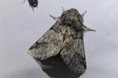 <i>Thaumetopoea processionea</i>