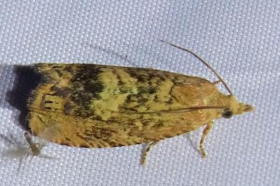 <i>Cydia amplana</i>