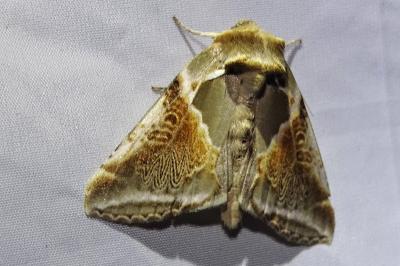 <i>Habrosyne pyritoides</i>