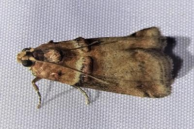 <i>Acrobasis tumidana</i>