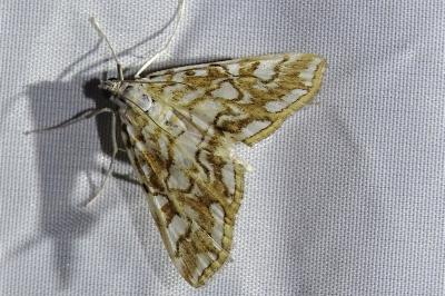 <i>Elophila nymphaeata</i>