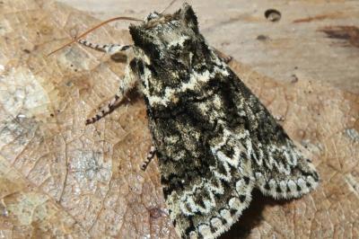 <i>Polyploca ridens</i>