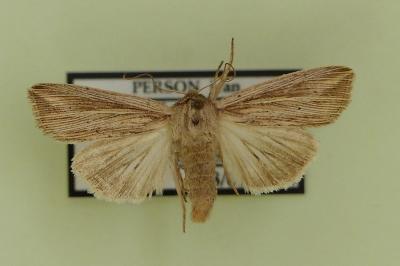 <i>Mythimna riparia</i>