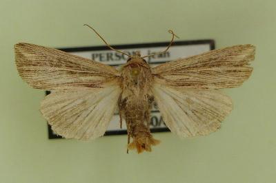 <i>Mythimna riparia</i>