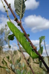 <i>Smerinthus ocellatus</i>