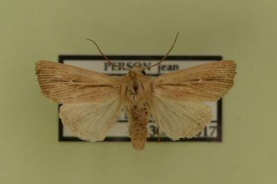 <i>Mythimna sicula</i>