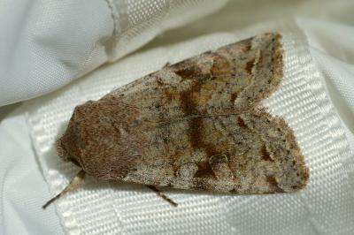 <i>Orthosia incerta</i>